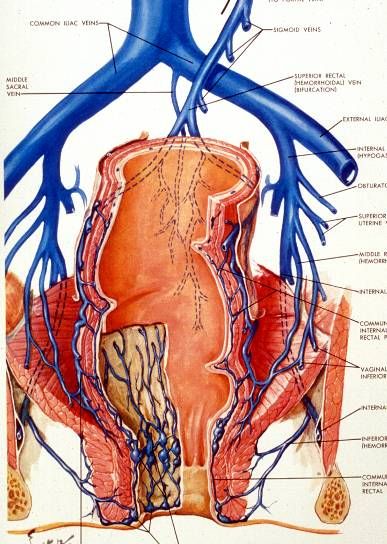 Rectum and anal canal with internal (smooth) and external (skeletal) sphincters.