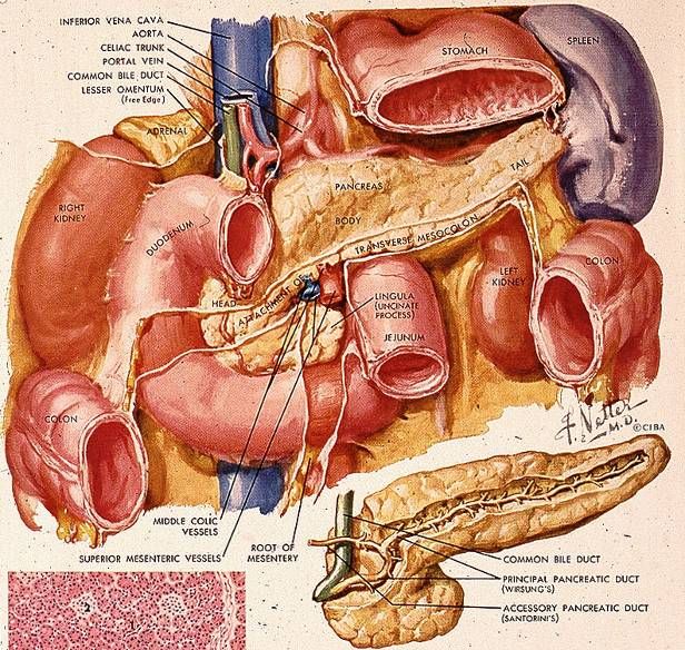Pancreas: head (with uncinate process), neck, body, and tail reaching the spleen; duct system draining to the duodenum.