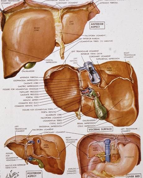 Liver with its ligaments and vascular pedicle at the porta hepatis.