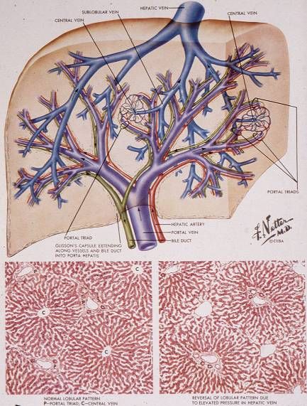 Portal venous system: splenic vein + SMV unite behind the pancreatic neck to form the portal vein; IMV joins the splenic vein.