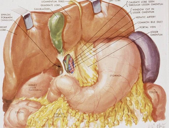 Gallbladder (fundus, body, neck) and the extrahepatic biliary tree.