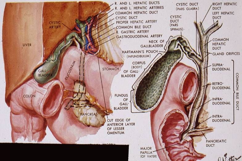 Confluence of hepatic ducts → common hepatic duct → common bile duct joining the pancreatic duct at the ampulla of Vater.