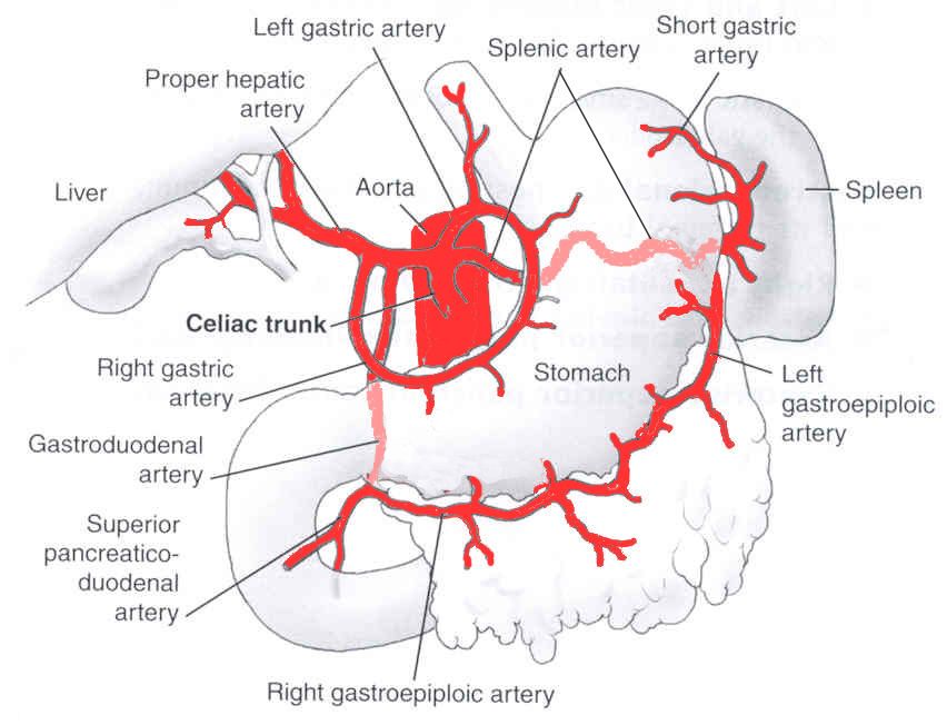 Celiac trunk and its three branches (left gastric, splenic, common hepatic) supplying the foregut.