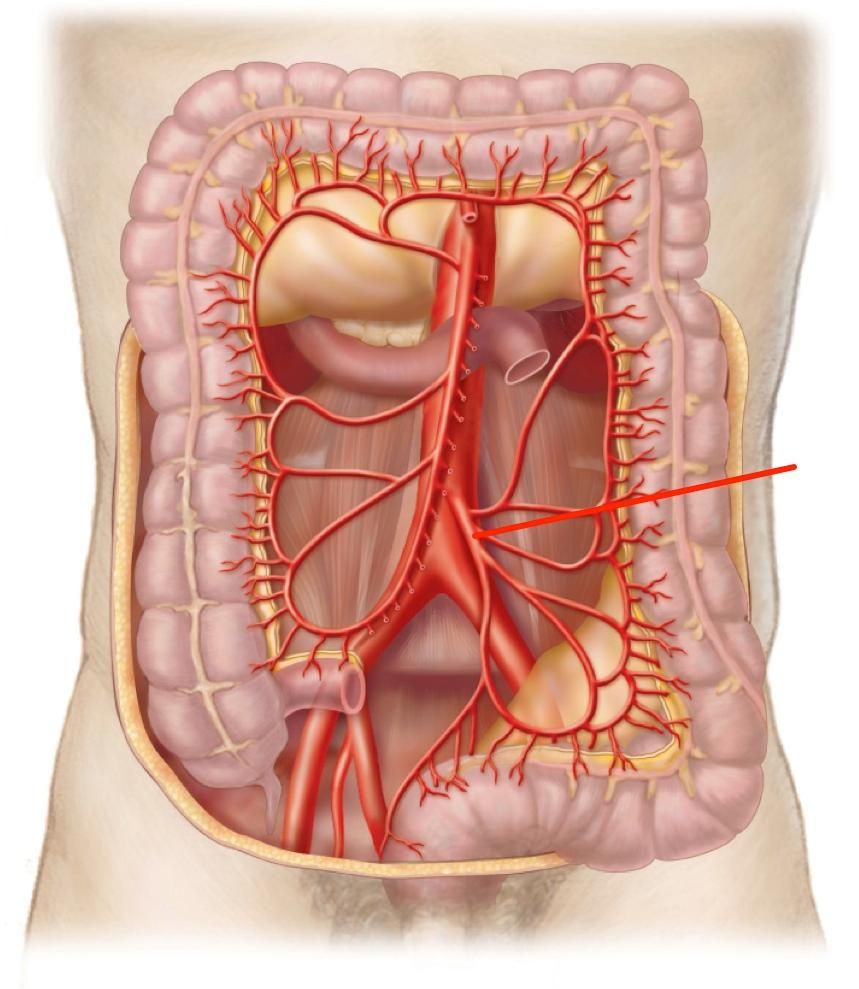 Inferior vena cava and its tributaries, formed at L5 and piercing the diaphragm at T8.