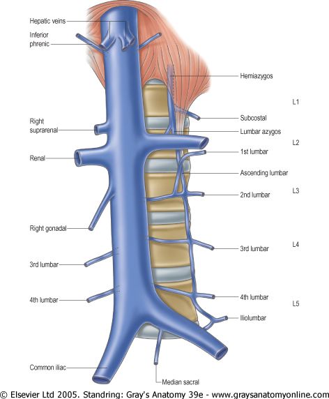 IVC relationships: renal, suprarenal, gonadal, phrenic, and hepatic vein drainage.