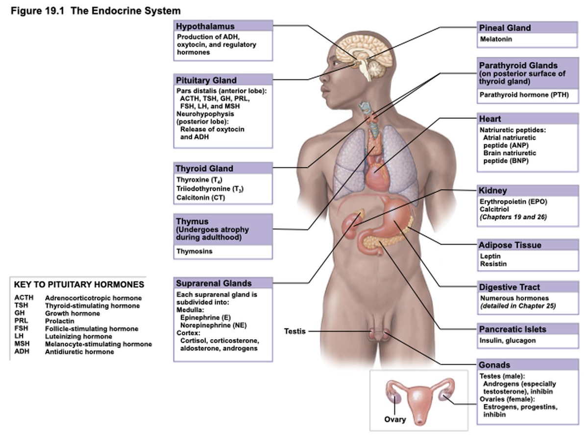 Overview of the endocrine system and the major hormones each organ secretes.
