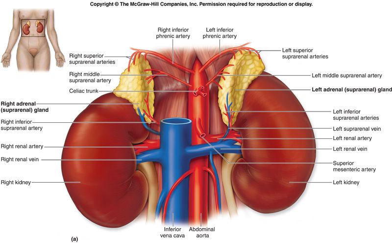 Adrenal cortex zones (glomerulosa, fasciculata, reticularis) over the catecholamine-secreting medulla.