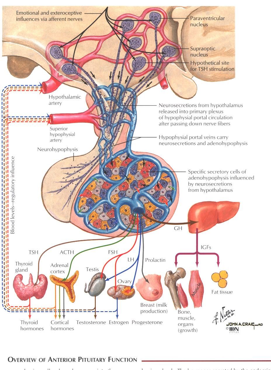 Pituitary gross anatomy: adenohypophysis vs. neurohypophysis, infundibulum, and relationship to the hypothalamus and sella turcica.