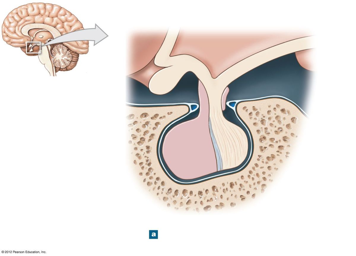 Hypophyseal portal system: regulatory hormones travel from the hypothalamus through portal veins to the anterior pituitary.
