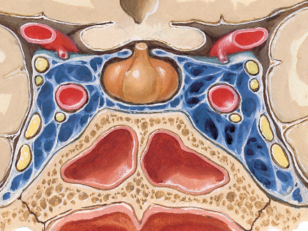 Hypothalamic control over endocrine organs via the anterior and posterior pituitary and the sympathetic supply to the adrenal medulla.