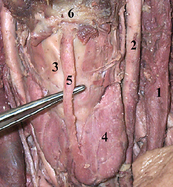 Thyroid gland: two lobes joined by an isthmus, in the lower neck.