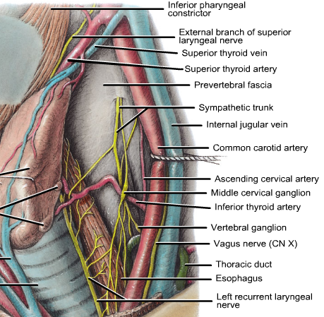 Medial relations of the thyroid: larynx, trachea, esophagus, and the recurrent & external laryngeal nerves; inferior thyroid artery.