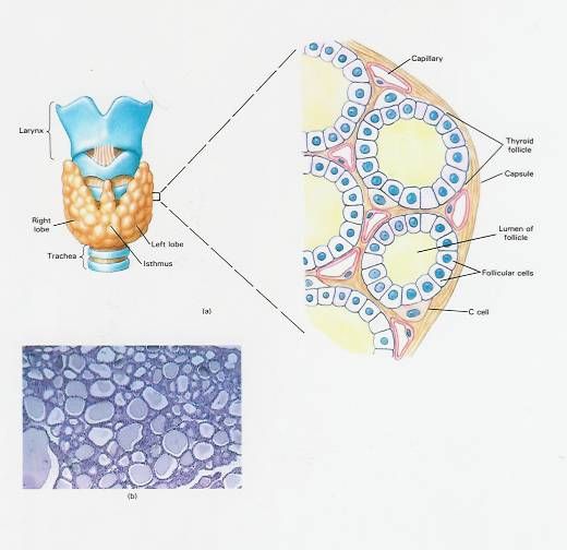 Parathyroid glands on the posterior aspect of the thyroid.