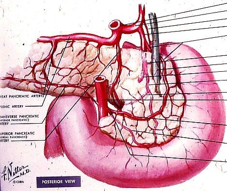 Adrenal glands capping the kidneys, with their triple arterial supply and asymmetric venous drainage.