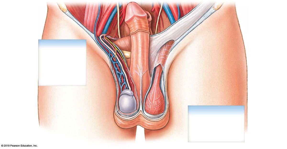 Spermatic cord contents: ductus deferens, testicular artery, pampiniform plexus, and nerves; layers of the scrotum.