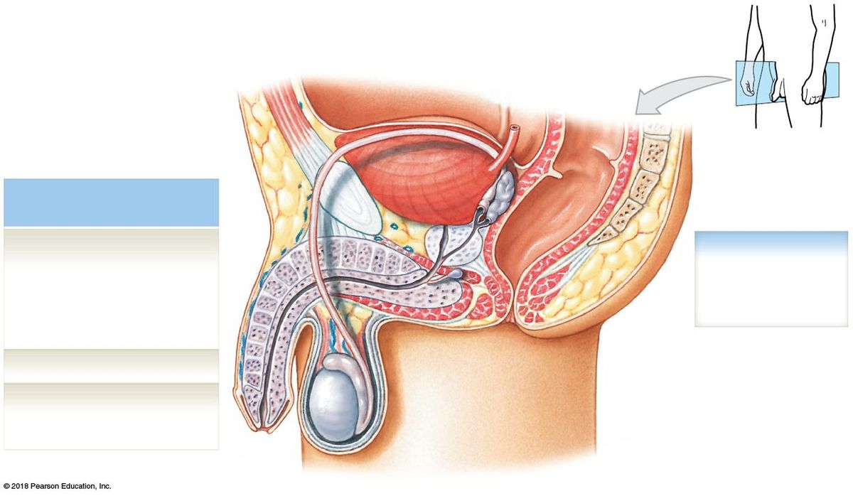 Overview of the male reproductive system: gonad, duct system, accessory glands, and external genitalia in sagittal section.