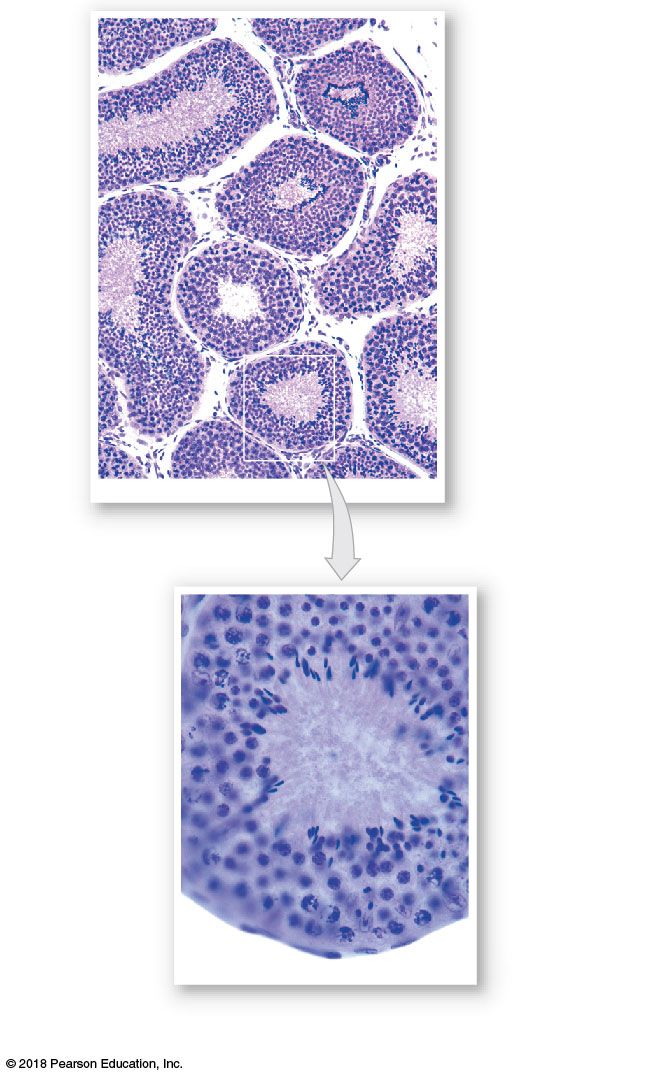 Seminiferous tubule histology: spermatogonia → spermatocytes → spermatids → sperm; Sertoli (nurse) cells and interstitial Leydig cells.