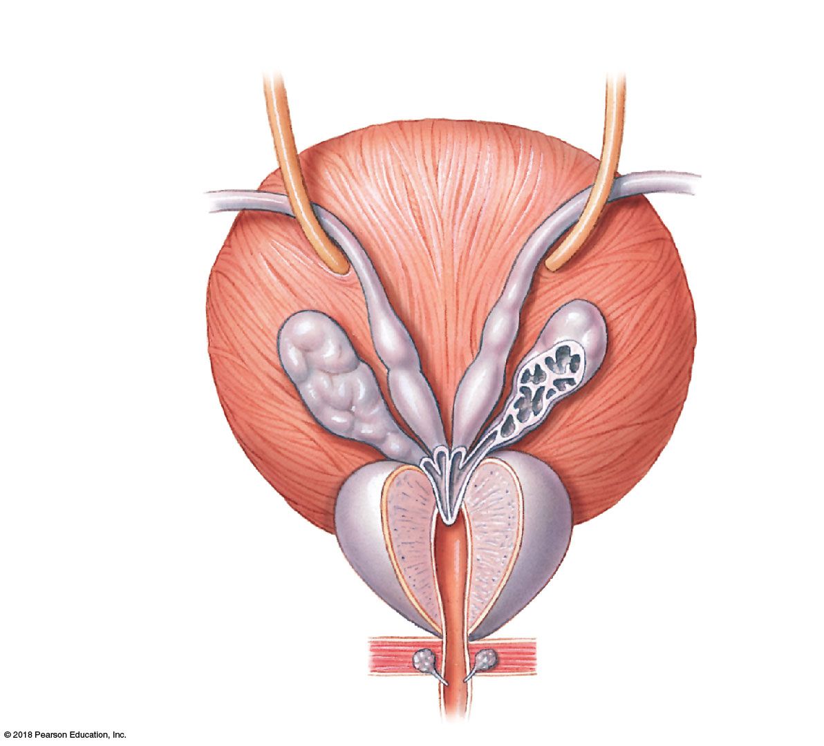 Posterior view: ductus deferens with its ampulla joining the seminal vesicle duct to form the ejaculatory duct through the prostate.