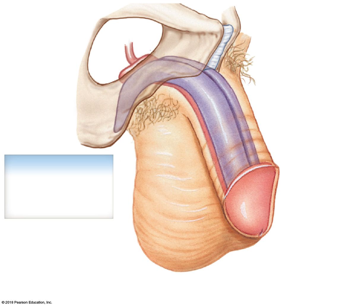 Penis: root (crura + bulb), body, and glans, showing the erectile tissues.