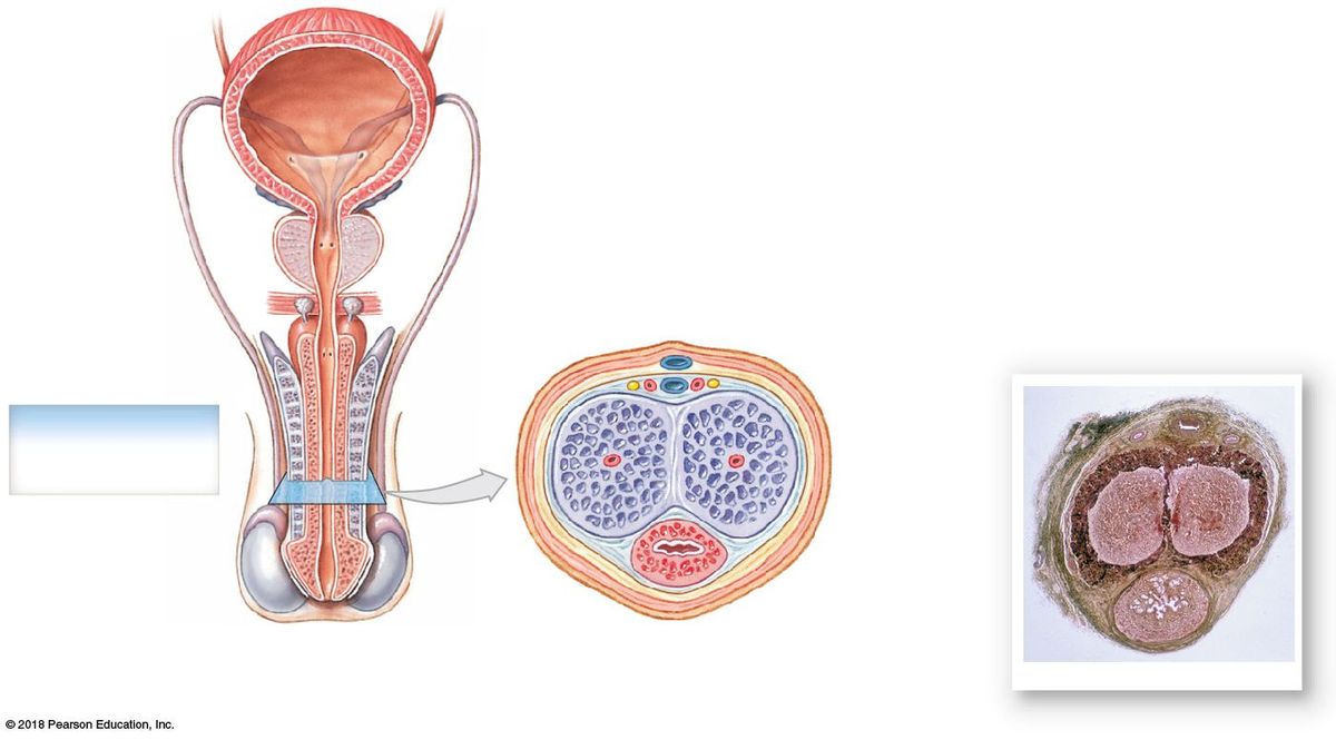 Cross-section of the penis: paired corpora cavernosa (dorsal) and single corpus spongiosum (ventral) around the spongy urethra.