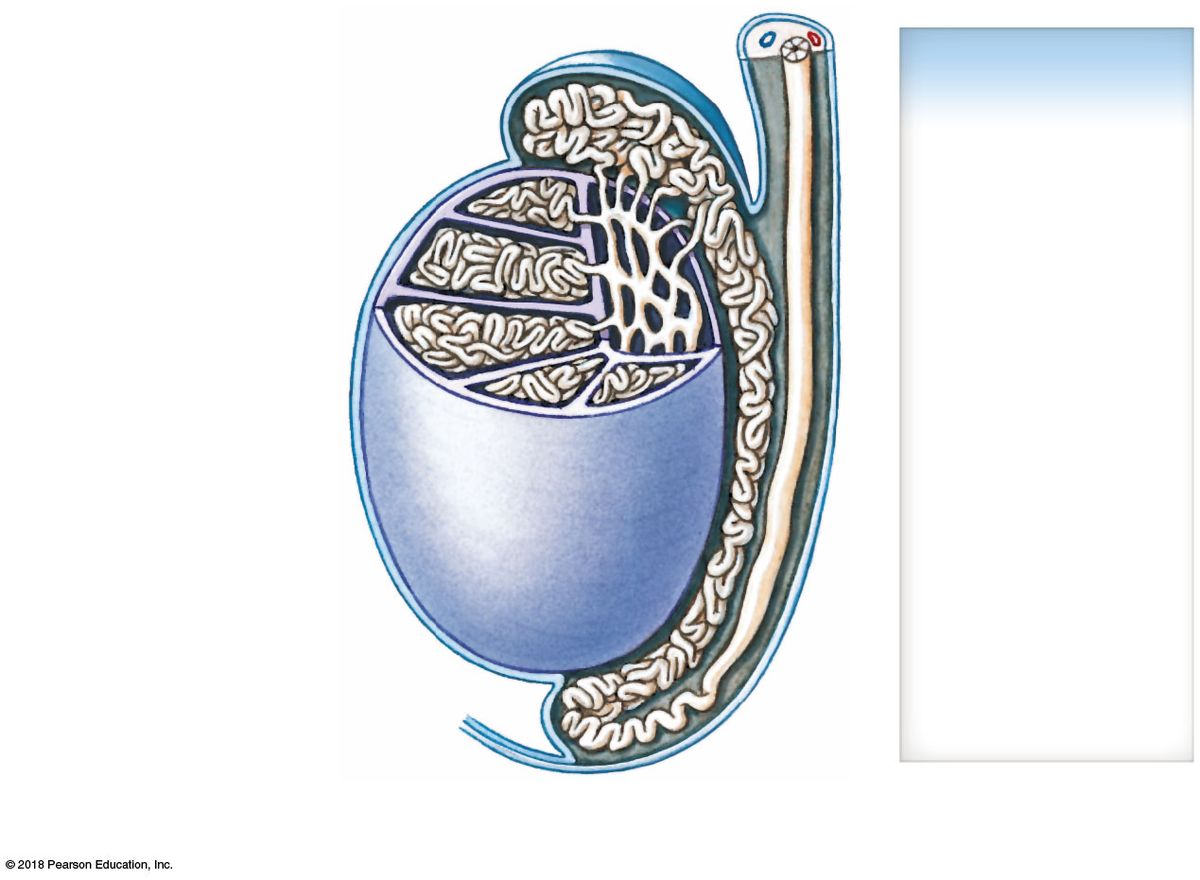 Early pathway: rete testis → efferent ductules → epididymis → ductus deferens.