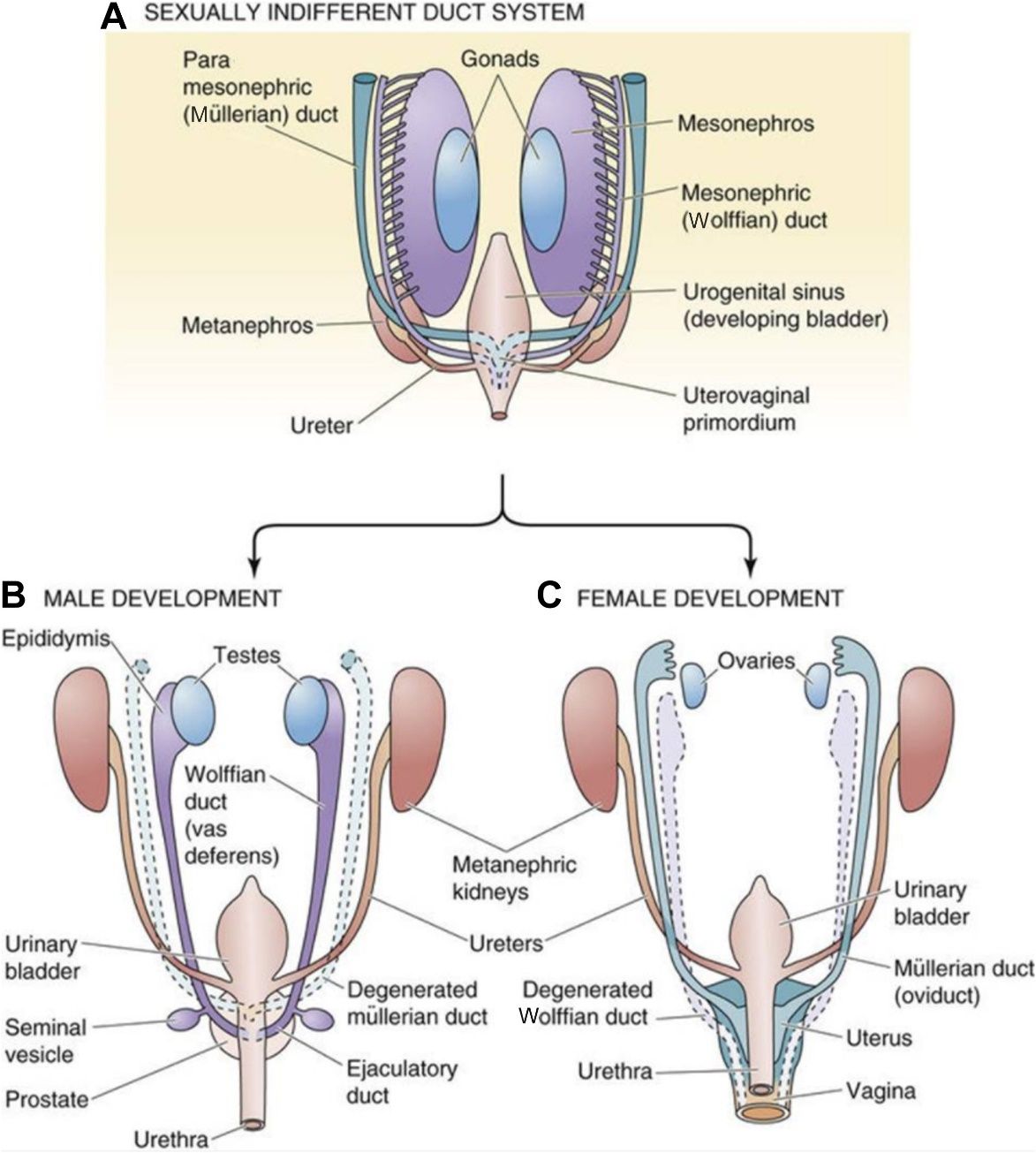 Differentiation of the reproductive system: Müllerian ducts persist and fuse to form tubes, uterus, cervix, and upper vagina.