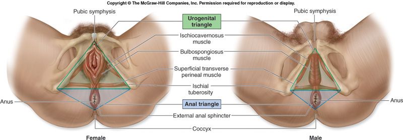 Female perineum: the diamond divided into the anterior (urogenital) and posterior (anal) triangles.