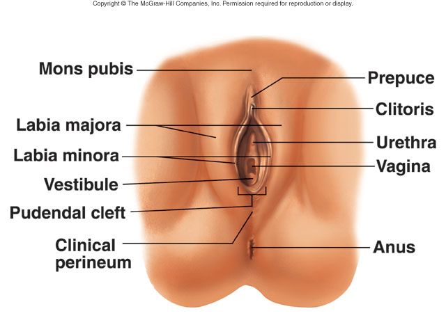 Surface boundaries of the female perineum: mons pubis, thighs, gluteal folds, and coccyx.