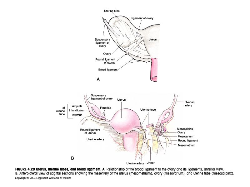 Ligaments of the female internal genitalia in relation to the broad ligament.