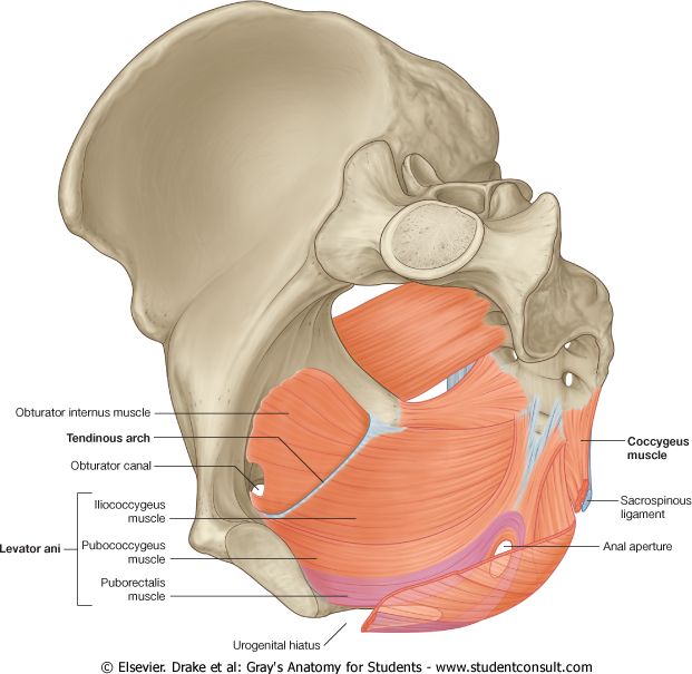 Pelvic diaphragm: levator ani (puborectalis, pubococcygeus, iliococcygeus) and coccygeus.