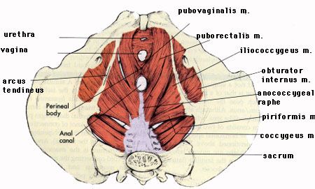 Muscles of the female pelvic floor.