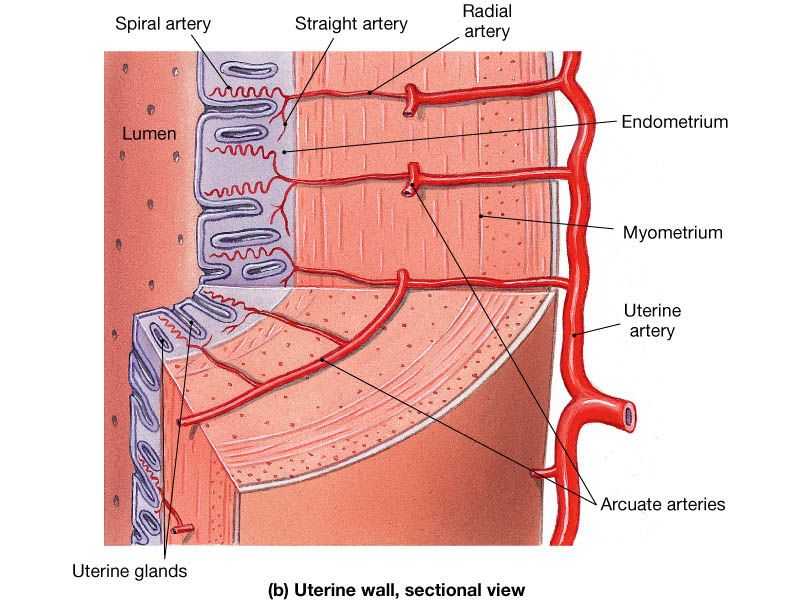 Uterine arteries (from internal iliac) and ovarian arteries (from the aorta) supplying the uterus.