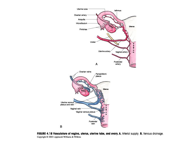 Vasculature of the vagina and adjacent pelvic organs.