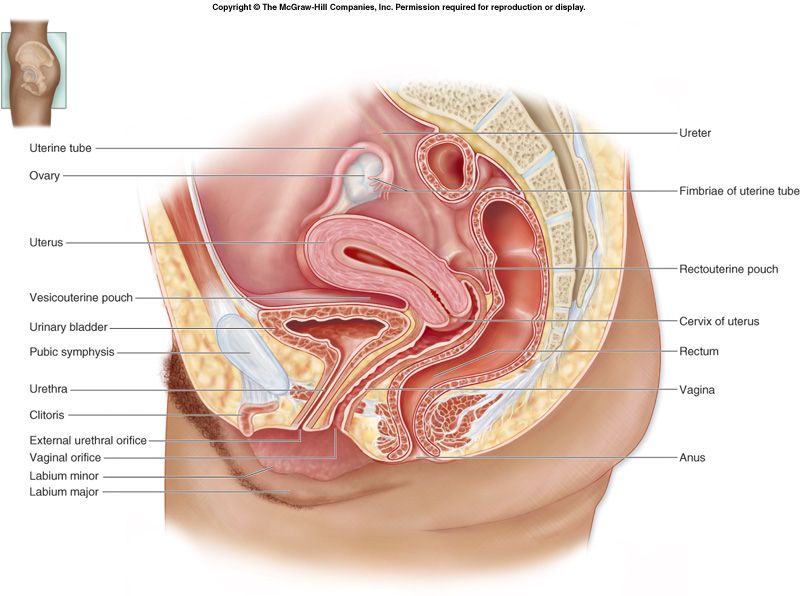 Female internal genitalia and their neurovascular relationships in the pelvis.
