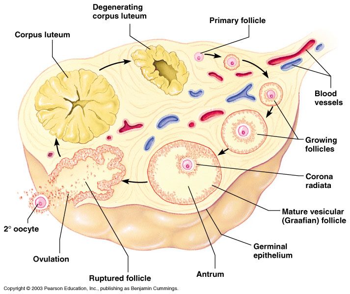 Ovary structure with developing follicles; attachments via the mesovarium, ovarian, and suspensory ligaments.
