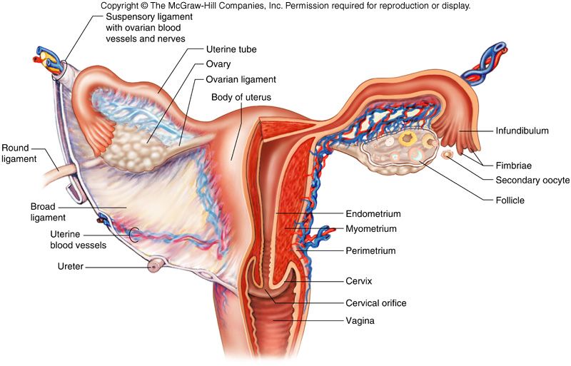 Uterine tube regions: infundibulum (fimbriae), ampulla, isthmus, and intramural part.