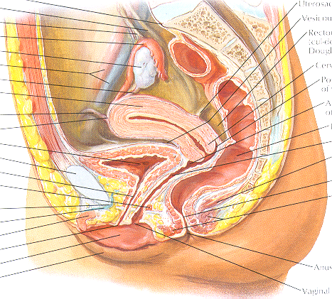 Regions of the uterus (fundus, body, isthmus, cervix) and its anteverted/anteflexed position between bladder and rectum.