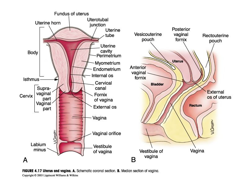 Vagina from cervix to vestibule, with the fornices surrounding the cervix.