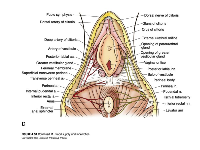 Female external genitalia (vulva): mons pubis, labia, clitoris, and vestibule.