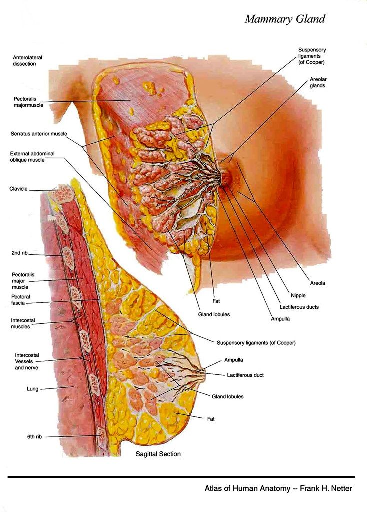 Anatomy of the breast: glandular lobes, ducts, Cooper's ligaments, and axillary lymphatic drainage.