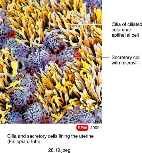 Uterine tube histology: ciliated and secretory simple columnar epithelium.