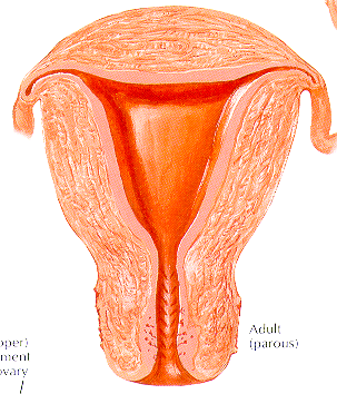 Uterine wall layers: endometrium (functionalis + basalis), myometrium, perimetrium.