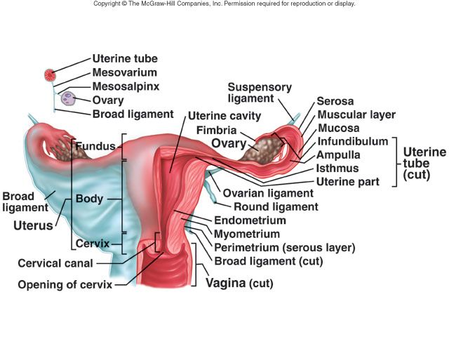 Peritoneal coverings and folds: broad ligament (mesometrium, mesosalpinx, mesovarium) draping the uterus, tubes, and ovaries.