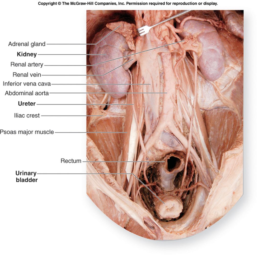 Organs of the urinary system: kidneys, ureters, bladder, and urethra.
