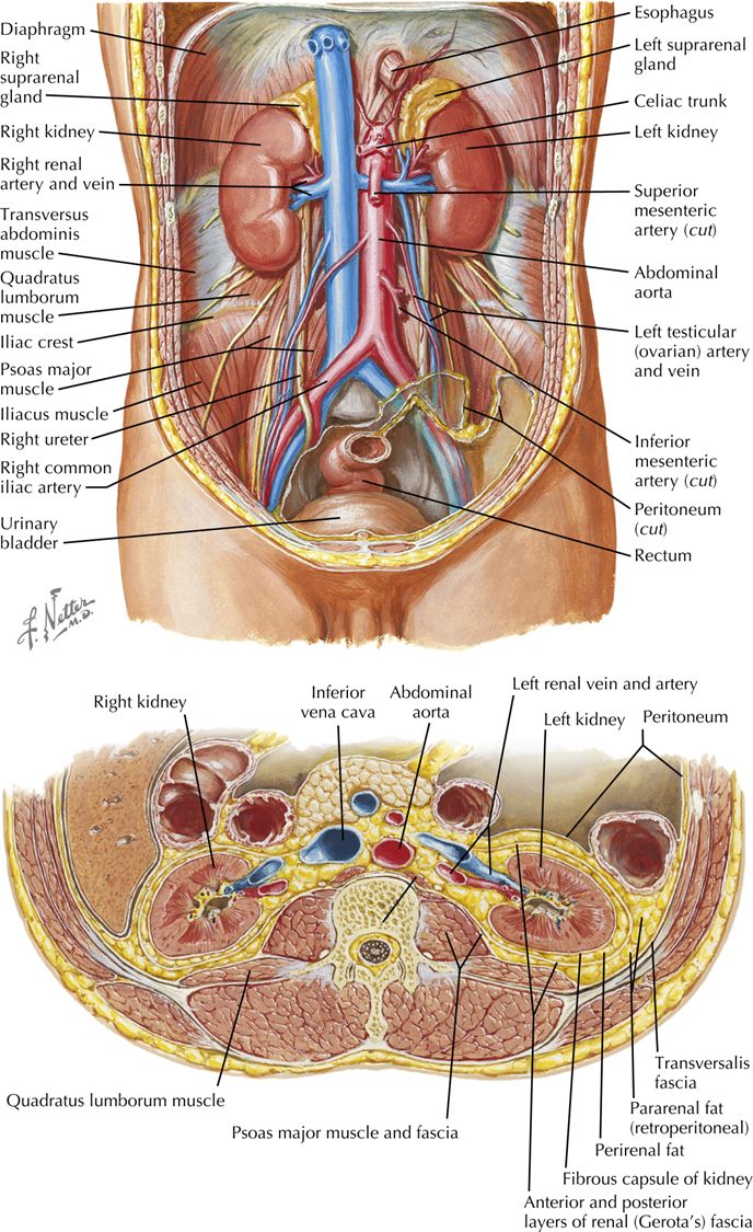 Retroperitoneal kidney location and the structures entering/leaving at the hilum.