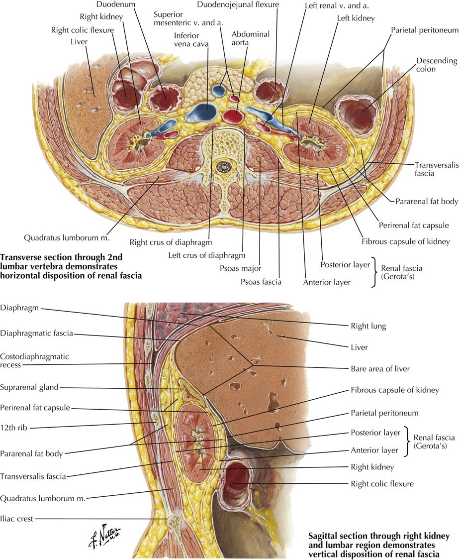 Gross/sectional kidney anatomy: cortex, medulla (pyramids), columns, papillae, calyces, and pelvis.
