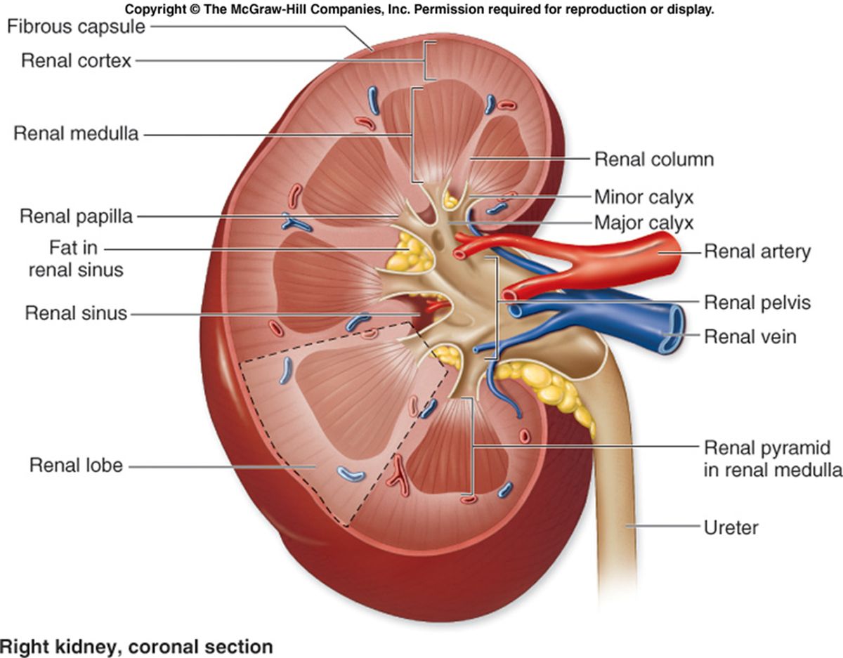 Kidney coverings from deep to superficial: fibrous capsule, perinephric fat, renal fascia, paranephric fat.