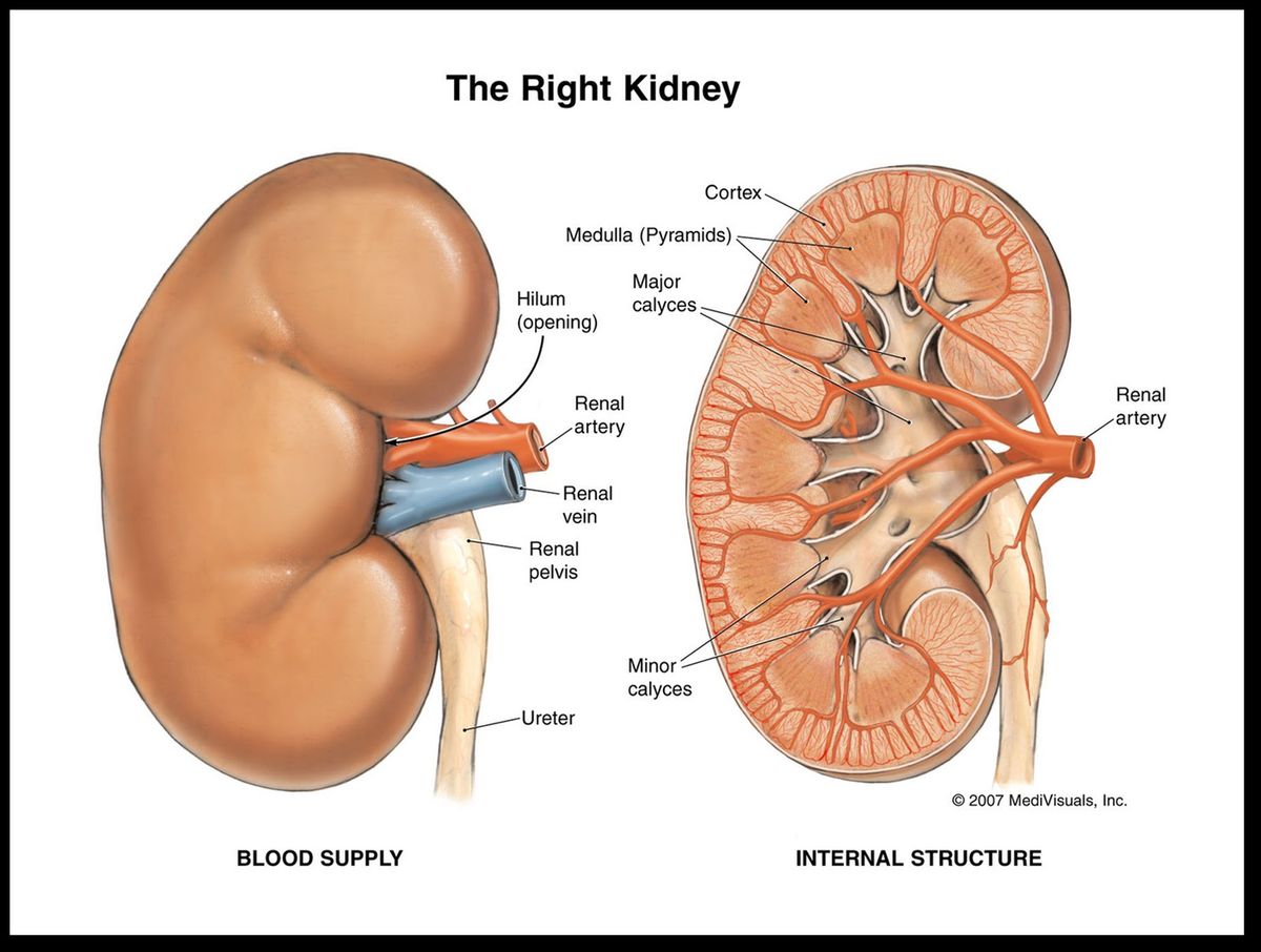 Cross section at the L1/L2 disc level showing the retroperitoneal kidneys and their relations.