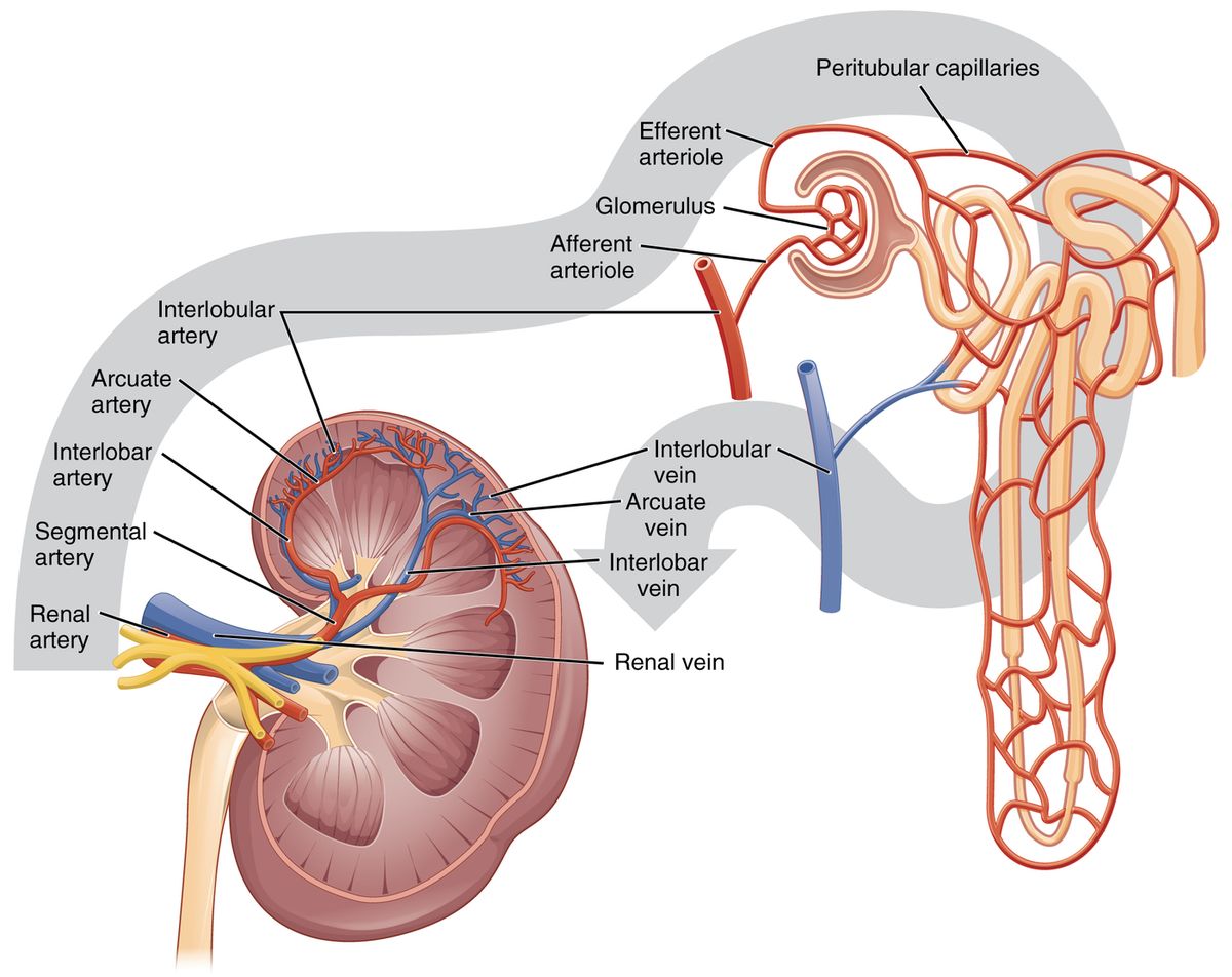 Renal microcirculation: afferent arteriole → glomerulus → efferent arteriole → peritubular capillaries / vasa recta → venous return.