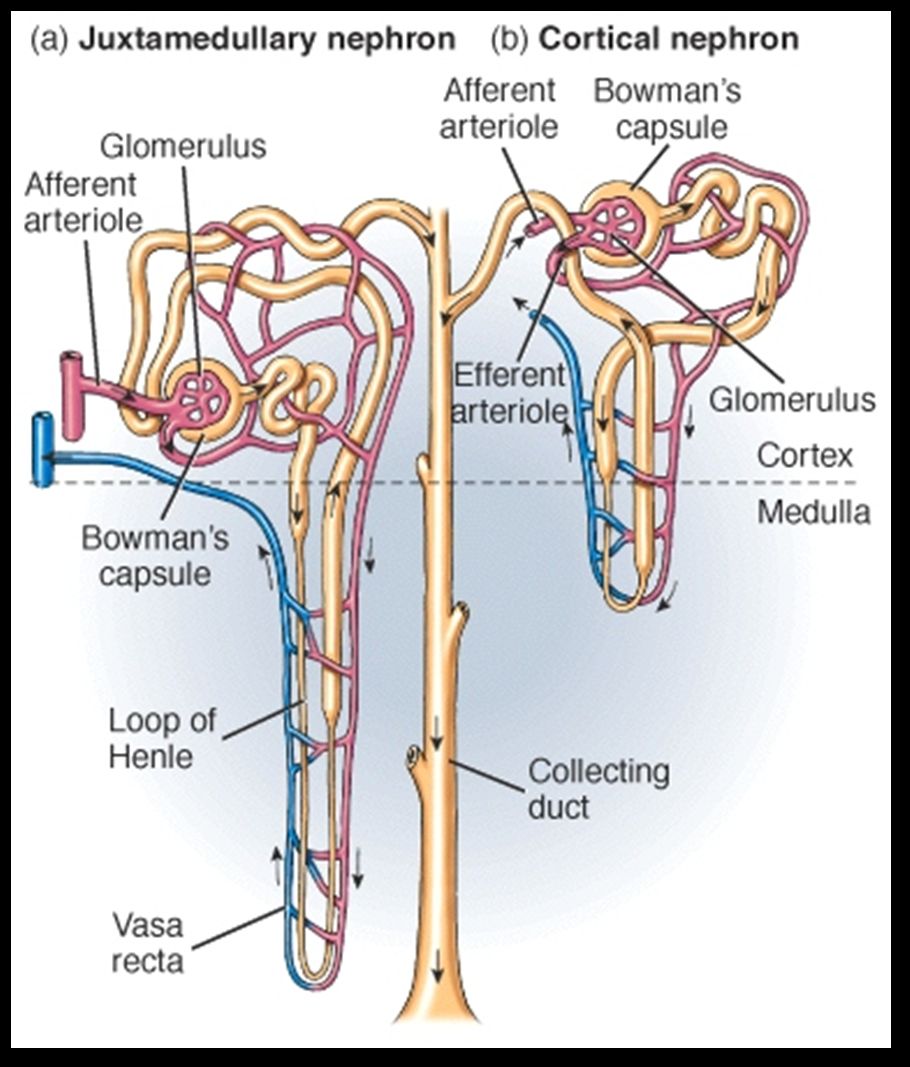 Nephron structures: renal corpuscle, PCT, nephron loop, DCT, and collecting duct.